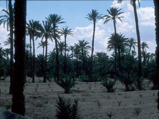ImageImage1268.web.jpg