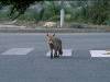 [thumbnail of Picture 27]