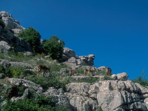 ImageImage1447.web.jpg
