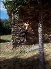 [thumbnail of Picture 6]