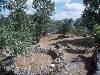 [thumbnail of Picture 1]