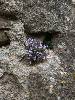 [thumbnail of Picture 54]