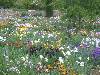 [thumbnail of Picture 61]