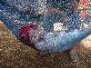 [thumbnail of Picture 73]