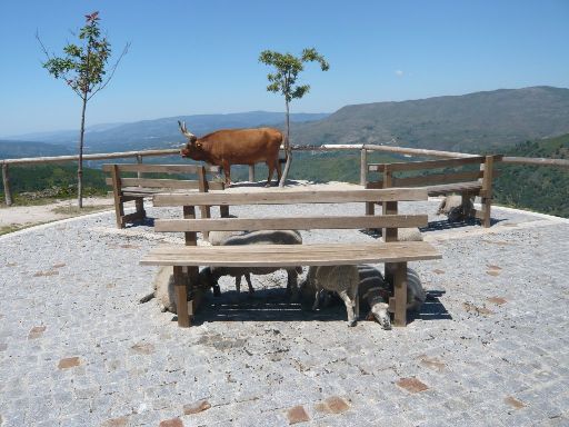 ImageImage823.web.jpg
