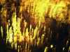 [thumbnail of Picture 14]
