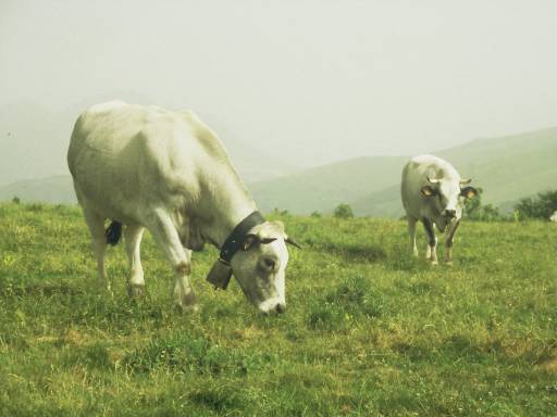 Image0017.web.jpg
