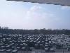[thumbnail of Picture 4]