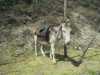 [thumbnail of Picture 25]