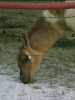 [thumbnail of Picture 1]