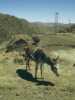 [thumbnail of Picture 35]
