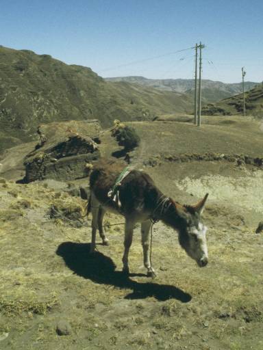 ImageImage0072.web.jpg