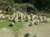 [thumbnail of Picture 28]