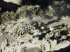 [thumbnail of Picture 1]