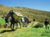 [thumbnail of Picture 4]