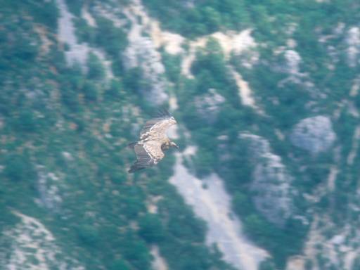 [thumbnail of Picture 1]