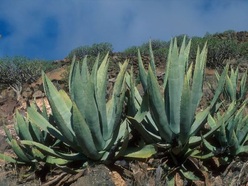 Image2055.web.jpg