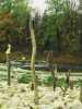 [thumbnail of Picture 7]