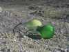 [thumbnail of Picture 16]