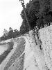 [thumbnail of Picture 1]