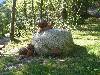 [thumbnail of Picture 41]