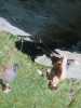 [thumbnail of Picture 15]