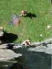 [thumbnail of Picture 11]