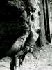 [thumbnail of Picture 1]