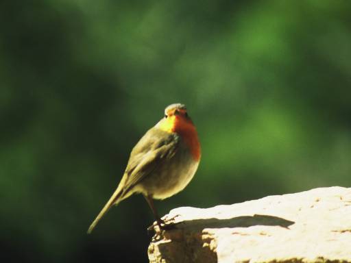 Image0016.web.jpg