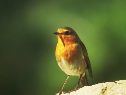Image0018.web.jpg