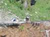 [thumbnail of Picture 21]