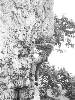 [thumbnail of Picture 8]