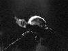 [thumbnail of Picture 15]