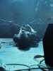 [thumbnail of Picture 31]