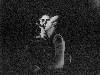 [thumbnail of Picture 32]
