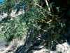 [thumbnail of Picture 8]