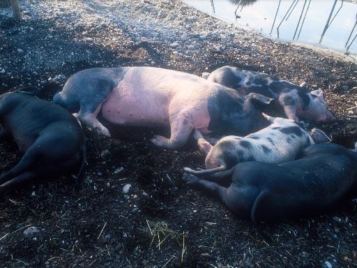 Image0388.web.jpg