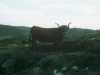 [thumbnail of Picture 25]