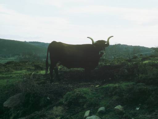 Image0264.web.jpg