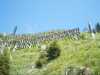 [thumbnail of Picture 1]