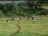 [thumbnail of Picture 3]