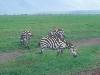 [thumbnail of Picture 24]