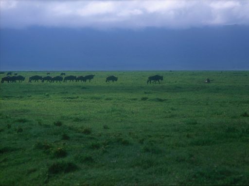 Image1515.web.jpg