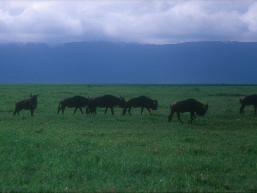 Image1516.web.jpg