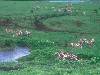 [thumbnail of Picture 1]