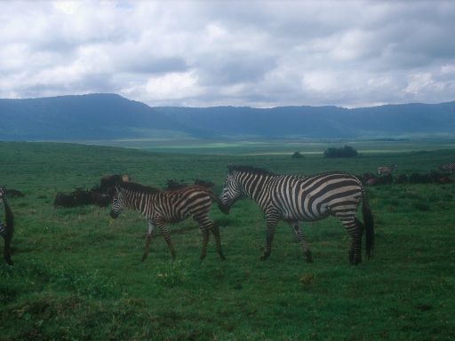 Image1525.web.jpg
