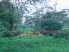 [thumbnail of Picture 31]