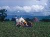 [thumbnail of Picture 32]