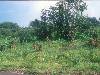 [thumbnail of Picture 34]