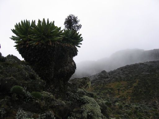 Image0013.web.jpg